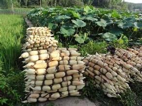 巨無霸蓮藕 巨無霸蓮藕