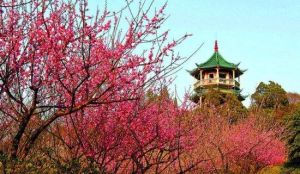 蘇州梅園 蘇州梅園