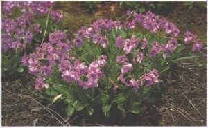 怒江報春 怒江報春