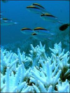 （圖）白化的珊瑚礁