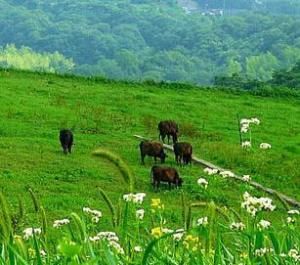 沽源草原 沽源草原