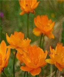 廣西花點草根 廣西花點草根