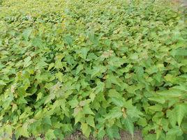 青楷槭系 青楷槭系