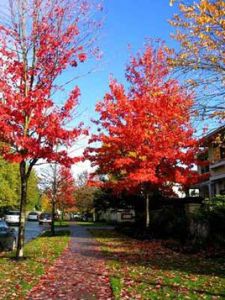 聚焦楓葉國度 聚焦楓葉國度