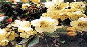 玉龍納西族自治縣