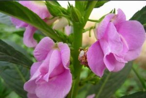 建始鳳仙花 建始鳳仙花