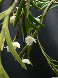 少花石斛 少花石斛