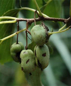 葛棗獼猴桃 葛棗獼猴桃