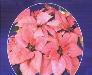 菲絲爾妃 菲絲爾妃