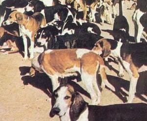 英法小獵犬 英法小獵犬