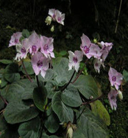 瑤山苣苔 瑤山苣苔