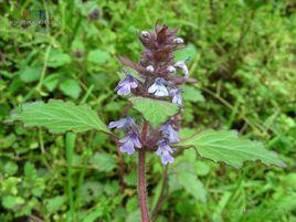 金瘡小草 金瘡小草
