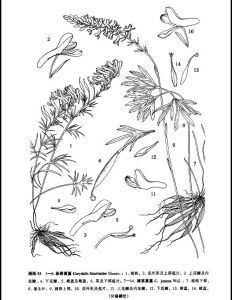 擬裸莖黃堇 擬裸莖黃堇