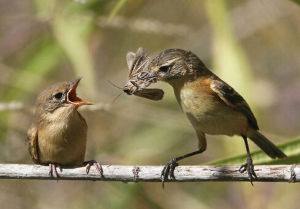 須多斑霸鶲 須多斑霸鶲