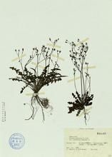 纖細黃鵪菜 纖細黃鵪菜