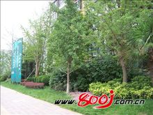 華泰世紀華苑樓盤圖冊