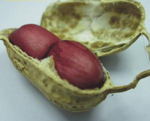 小村紅衣米花生 小村紅衣米花生