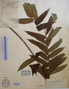 王氏觀音座蓮 王氏觀音座蓮