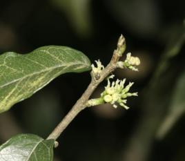 尾葉刺桑 尾葉刺桑