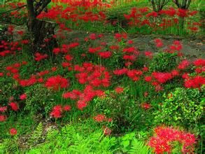 大花大籽蒿 大花大籽蒿