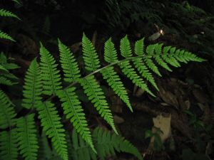 長江蹄蓋蕨 長江蹄蓋蕨