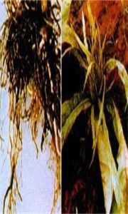 菸草劍葉病 菸草劍葉病