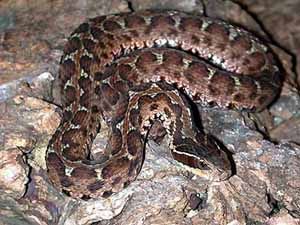 中國十大著名毒蛇 中國十大著名毒蛇