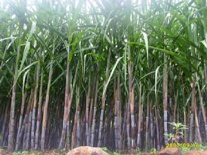 甘蔗