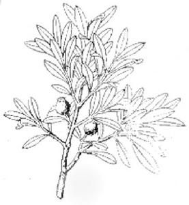 小葉赤南 小葉赤南