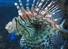 六帶短吻獅子魚 六帶短吻獅子魚