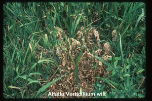 （圖）榆樹枯萎病