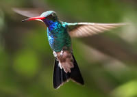 暗闊嘴蜂鳥 暗闊嘴蜂鳥