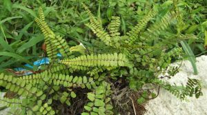 華東鐵角蕨 華東鐵角蕨