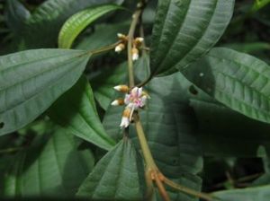 匙萼柏拉木 匙萼柏拉木