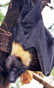 關島狐蝠 關島狐蝠