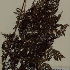 台灣複葉耳蕨 台灣複葉耳蕨