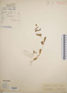 髯毛無心菜 髯毛無心菜