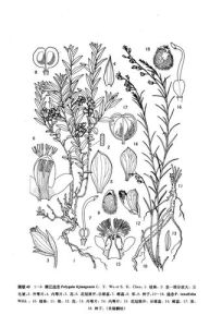 麗江遠志 麗江遠志