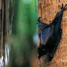 尖齒狐蝠 尖齒狐蝠