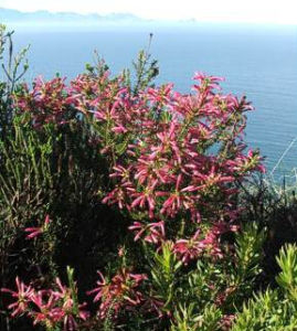 樅枝歐石楠 樅枝歐石楠