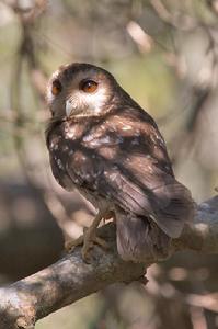 古巴角鴞 古巴角鴞