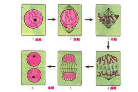 分裂間期 分裂間期