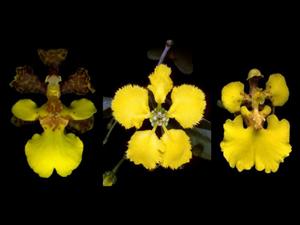 黃色龜殼蘭花竟是“身份竊取者”(圖右)