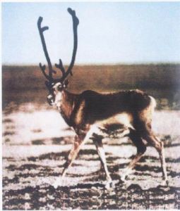 夏洛特皇后群島馴鹿