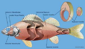 鰭基軟骨 鰭基軟骨