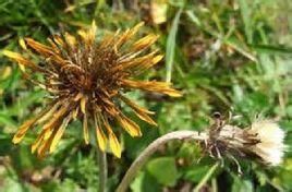 垂頭蒲公英 垂頭蒲公英