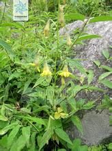 總序黃鵪菜 總序黃鵪菜