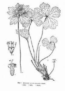 瘤果變豆菜 瘤果變豆菜