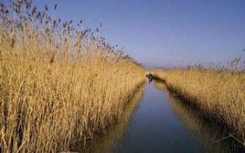 界首鎮[江蘇省高郵市界首鎮]