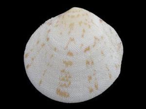 粗紋櫻蛤 粗紋櫻蛤